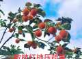 手机随拍39（数枝）