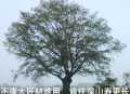 手机随拍6