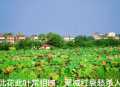 手机随拍27（此花）