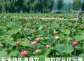 手机随拍