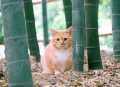 赠橘猫